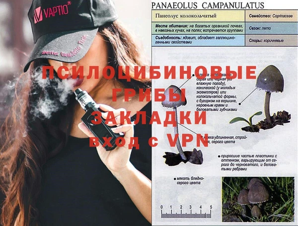 стаф Алзамай